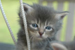 kittenofkat