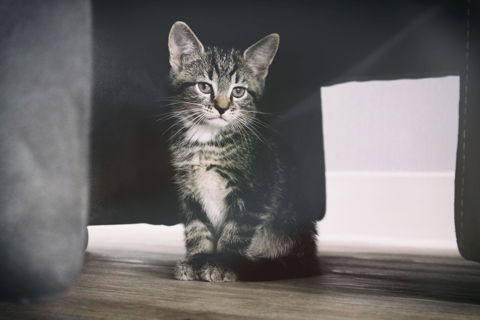 nieuwe kat
