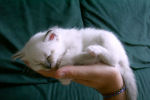 kitten